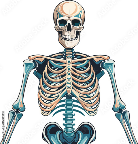 human skeleton