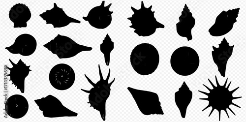 A diverse collection of black silhouettes showcasing various types of seashells and marine life forms against a checkered background.