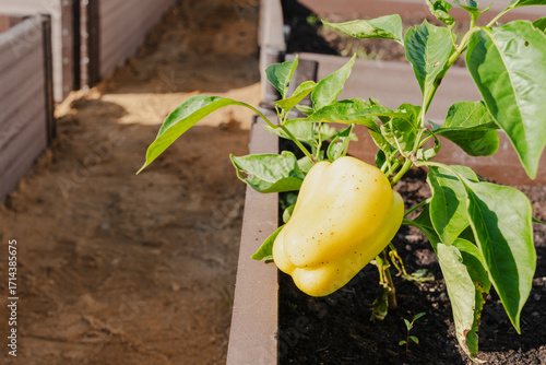 Ripe yellow bell pepper growing on a plant in a raised garden bed, homegrown organic vegetable in a sunny backyard garden.