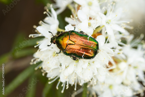 Obraz na plátně Cetonia aurata, called the rose chafer or the green rose chafer,beetle, metallic