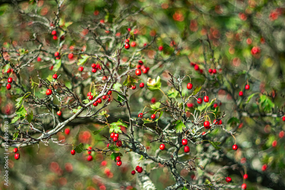 Obraz premium Ripe hawthorn berries on an old tree on a sunny autumn day.