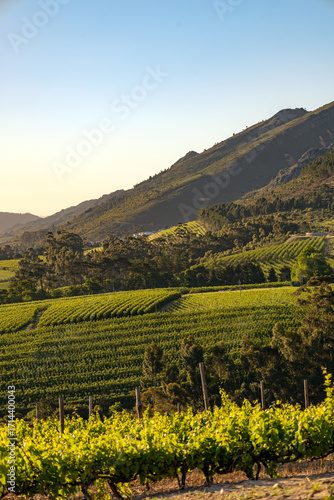 Wine region Stellenbosch, South Africa. Vineyard landscape, vine grapes rows.