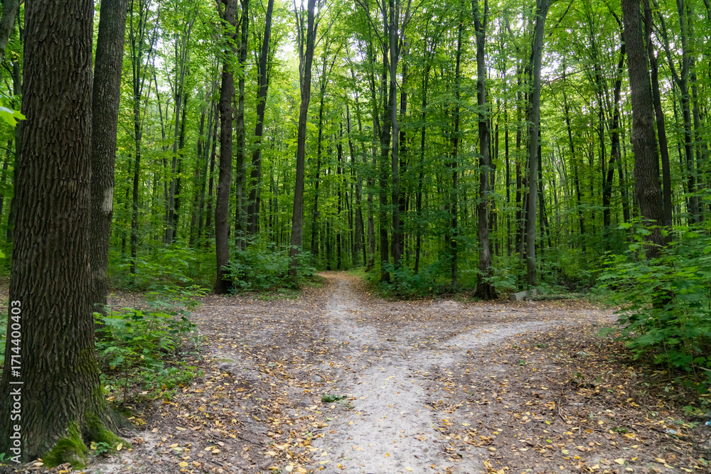 Obraz premium Forest path dividing into two trails among tall trees with green foliage. Nature landscape photography. Summer woodland and hiking concept.