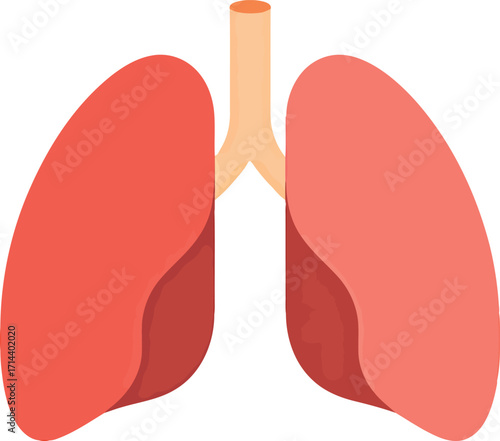 Healthy lungs anatomy illustration for medical and science concepts vector