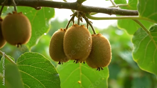 Ripe Kiwifruit on the Vine - Close-up view of several ripe kiwifruit growing on a vine, surrounded by lush green leaves. The kiwifruit are fuzzy and brown, showing their readiness for harvest.