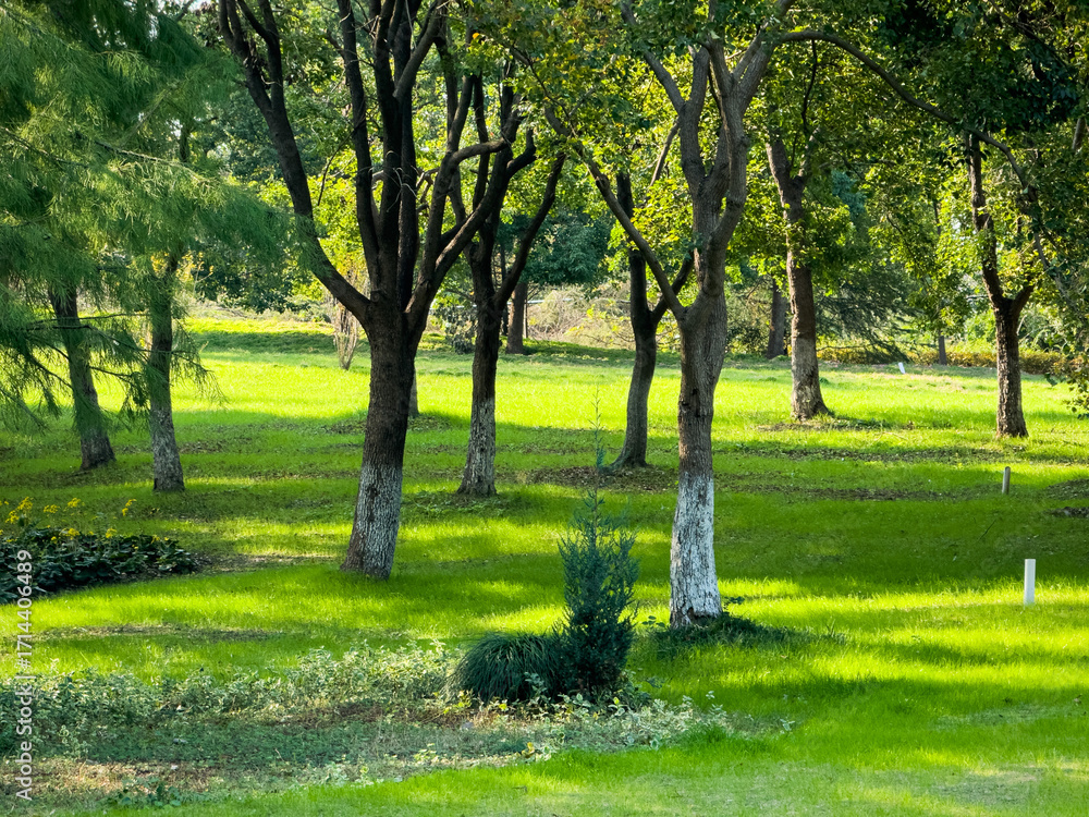 Obraz premium Embrace Tranquility: A Lush Green Woodland Landscape Awaits You