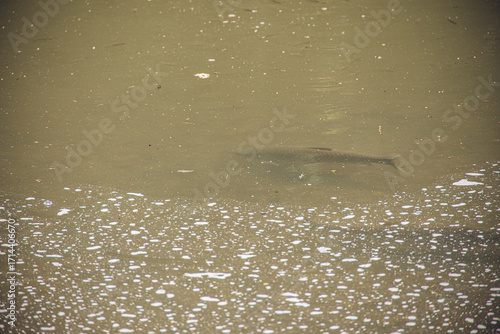 A single fish swimming under murky pond water with bubbles floating on the surface