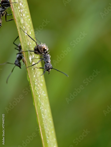 Wallpaper Mural black ants walk on a wet green leaf in the morning. Torontodigital.ca