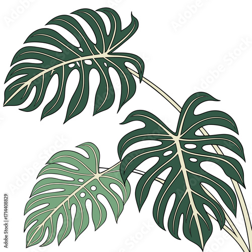 Stylized illustration of three monstera deliciosa leaves with split fenestrations and prominent veins in shades of green and cream against a white background