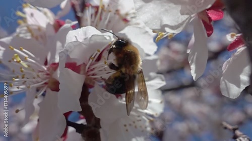 A close-up of a bee collecting nectar from vibrant blossoms apricot flower, showcasing nature's pollination process. Slow motion. Bee forages on blooming flower in springtime garden, 
