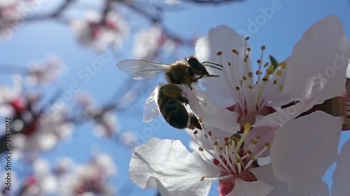 Bee collecting nectar and pollinating an apricot flower in spring. Slow motion. Bee forages on blooming flower in springtime garden, captured in bright daylight, macro.
