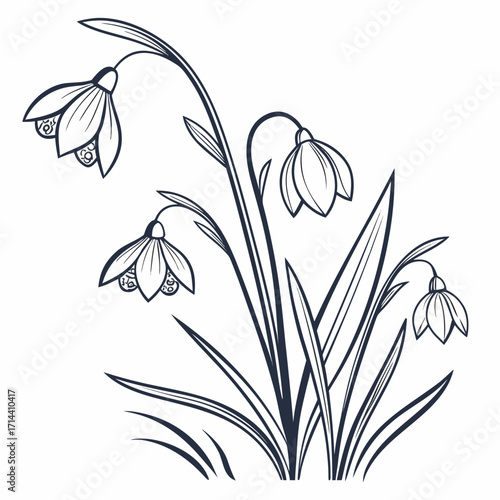 Elegant line art illustration of delicate snowdrop flowers with graceful stems and leaves in a simple minimalist and artistic style