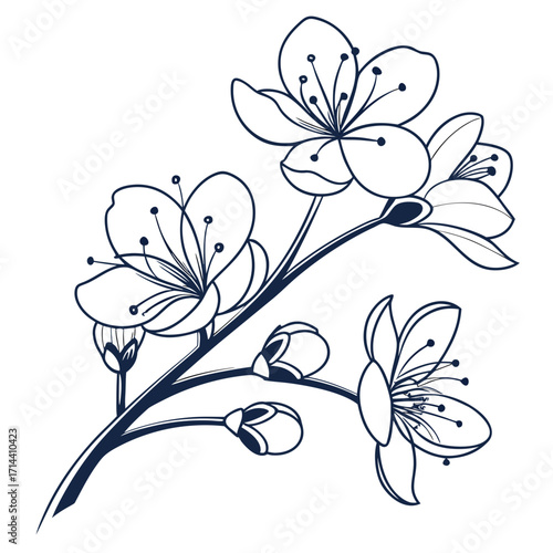 Elegant dark blue line art illustration of a blooming cherry blossom branch with delicate flowers and buds on a white background
