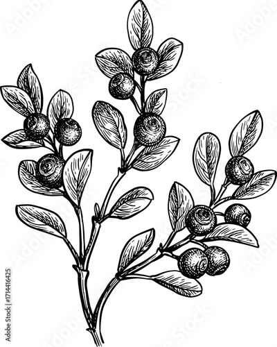 Blueberry branch ink sketch.