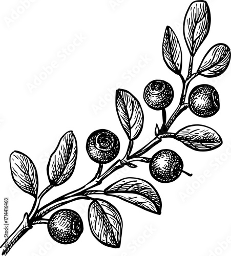 Blueberry branch ink sketch.