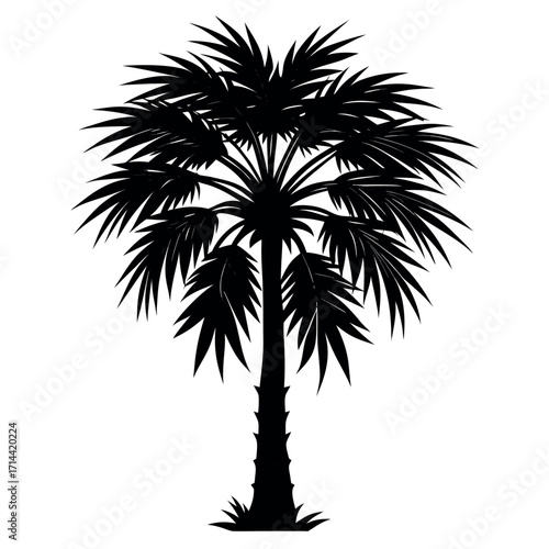 Black silhouette of a mature palm tree