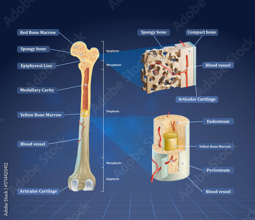 Detailed human bone anatomy