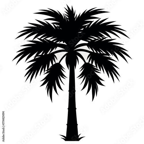 Black silhouette of a mature palm tree