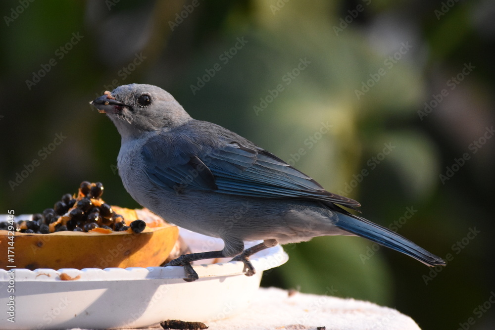 Obraz premium sparrow on a branch