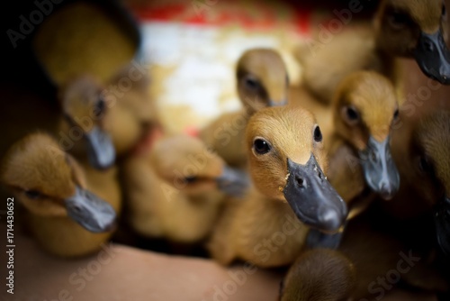 A group of cute ducklings in the coop.