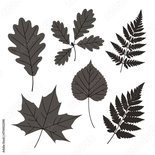 Illustration of six gray leaves of different species with visible vein details on white