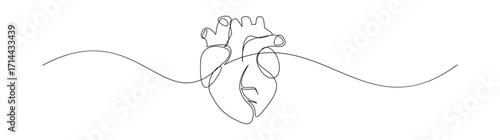 Continuous Line Drawing of Human Heart