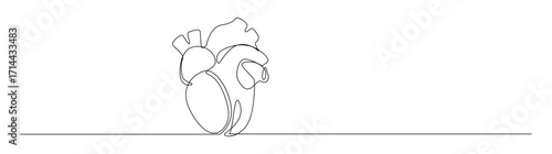 Human Heart Continuous Line Drawing