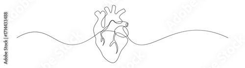 Anatomical Heart One Line Drawing Minimalist Art