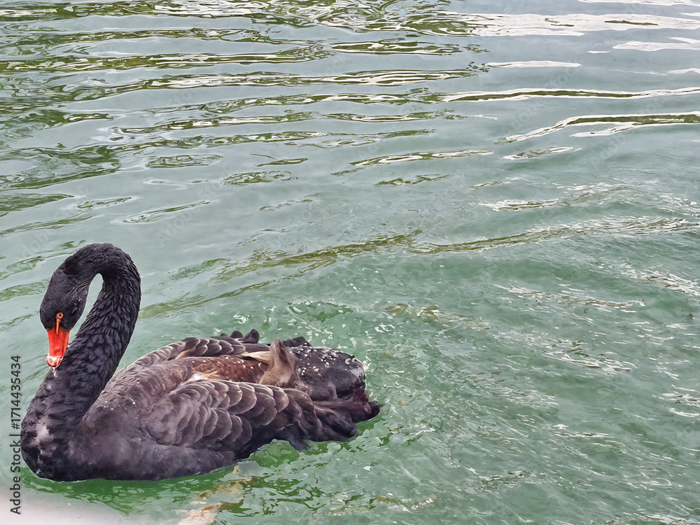 Fototapeta premium An elegant black swan glides smoothly across the calm surface of the lake. The water reflects the silhouette of the bird
