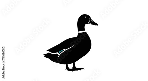 Black silhouette of a duck with a white collar and a teal wing patch, standing on a plain white background, a stylized avian illustration.