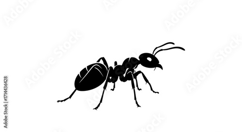 A detailed black silhouette of an ant with visible antennae and segmented body, isolated on a white background.