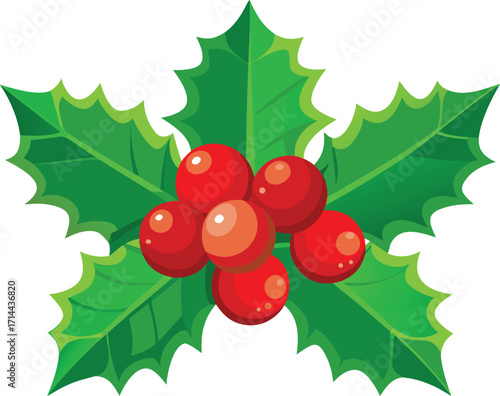 Illustration of holly leaves and berries, a classic christmas decoration element