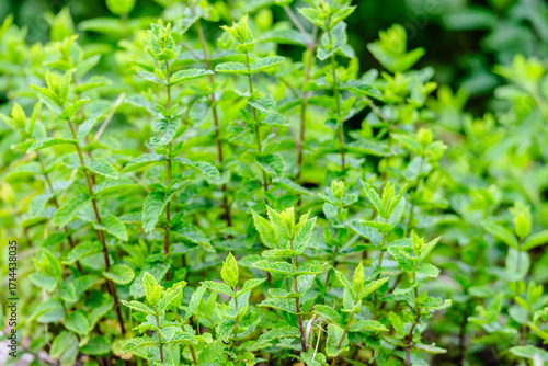 Green mint plant. Mint leaves background.