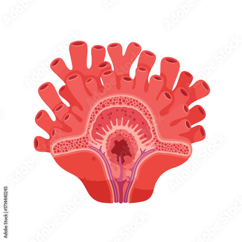 A stylized coral section, exhibiting a branching structure and internal detail, on a white backdrop