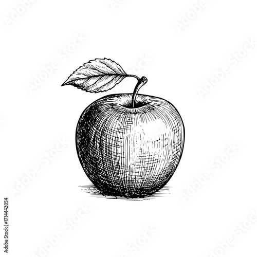 Single apple with leaf, detailed botanical illustration, monochrome style
