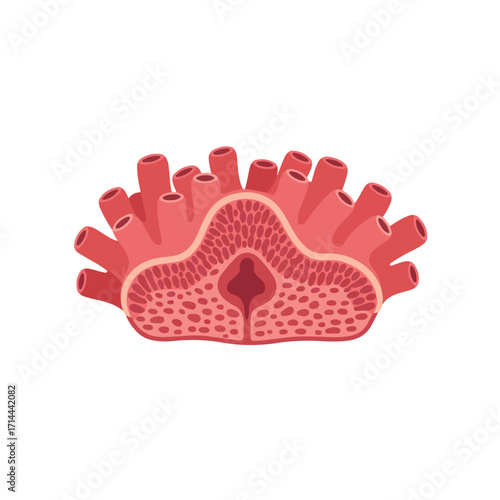 Sectional coral illustration. Pink structure with hollow tubes on top layer; intricate patterns