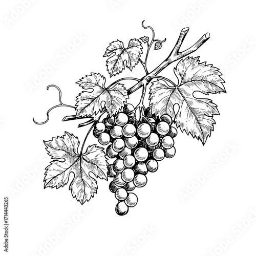 Appetizing bunch of grapes on the vine, detailed botanical illustration, monochrome style