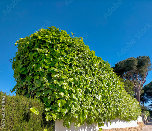 tree in the garden
Stunning Virginia creeper, Parthenocissus tricuspidata, lining a long wall. Imagej shows a radiant blue day