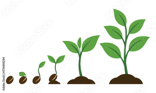 young sprout of plant in gardening in the soil. Vector green plants. Pictures of full trees from seeds. Tree plantation. Plant life cycle.