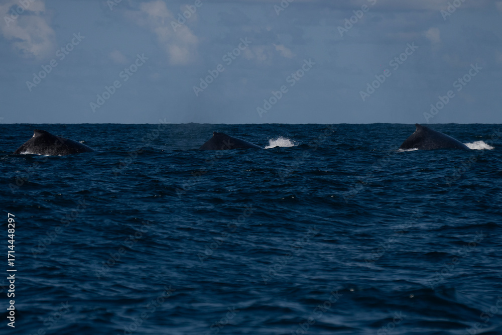 Fototapeta premium Humpback whale in Itacaré Bahia Brazil ocean at sunset with blue textured sea sky and tropical nature wildlife photography baleia jubarte 