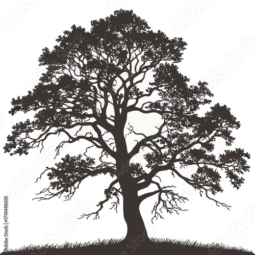 A large mature oak tree silhouette stands majestically against a white background its intricate branches and dense foliage creating a striking natural form