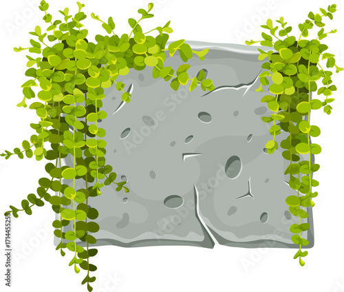 Stone board decoration creeper coin loosestrife, nummularia, liana branches. Isolated cartoon frame with space for text on white background. Vector object for computer games.