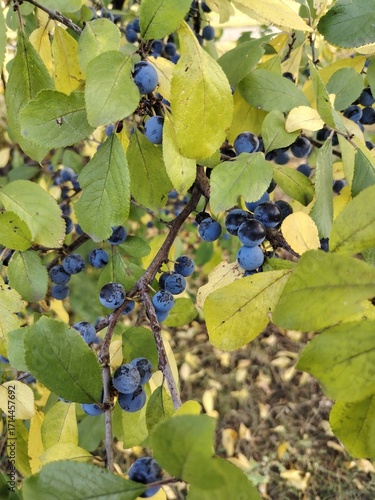 grapes on vine