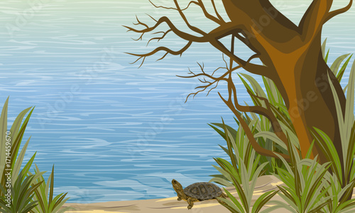 A small pond turtle walks along a sandy riverbank. Realistic vector landscape.