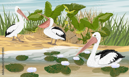 A flock of pelicans fishes in a lake with water lilies and other tropical plants. Wild birds of Australia, New Guinea, and Indonesia. Vector realistic illustration.