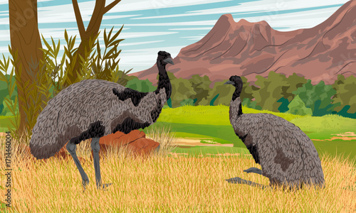 A pair of emus rest on dry grass at the foot of the mountains. The bird is endemic to Australia. Realistic vector landscape.
