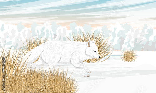 Arctic fox walks through a snowy meadow near a forest. Realistic vector landscape.