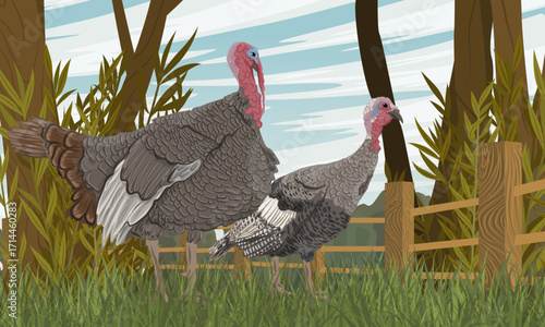 Male and female turkey walks near the fence separating the poultry yard. Domestic and farm poultry. Realistic vector landscape