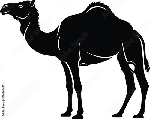 Black and white silhouette of single hump dromedary camel standing in desert, wildlife vector illustration for travel, nature, and cultural themes