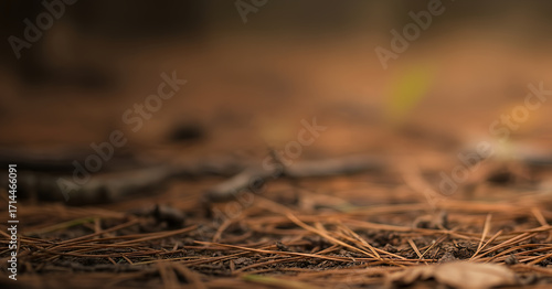 Forest floor covered with pine needles in earth tones with shallow depth of field